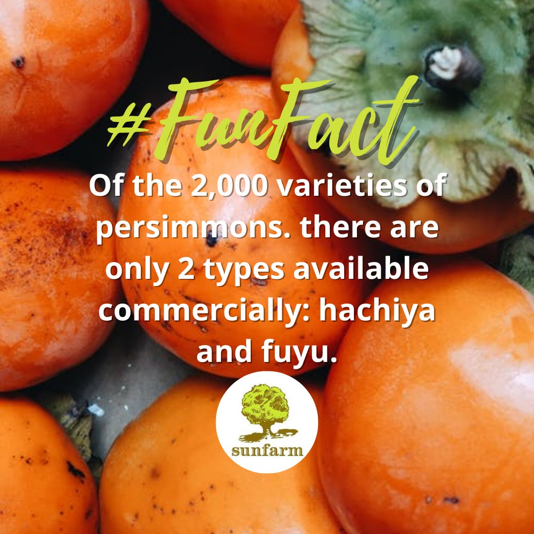 Want to try something new this fall? Persimmons are a lesser known in-season, fall fruit with a unique sweet and peppery flavor.  Learn more at sunfarmfs.com