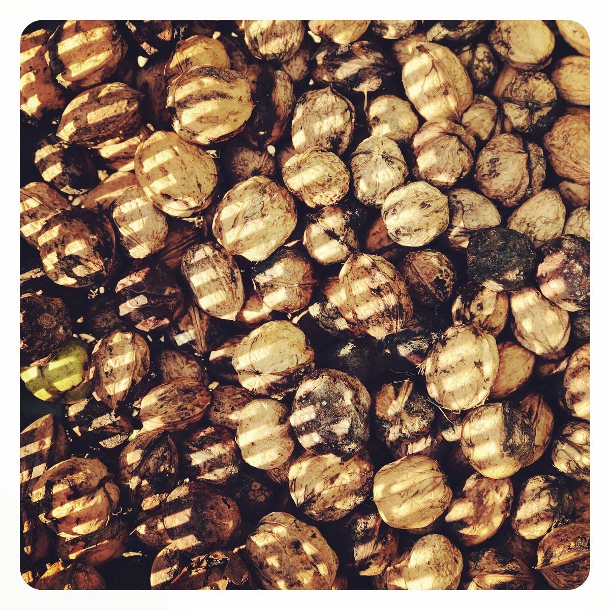 DanielaCesarei's tweet photo.
Picking walnuts marks the start of autumn. Bring on the nutty deliciousness!
🤟
#walnuts #walnutshells #trees #nuts #organic #organicgardening #food #healthyliving #nut #walnuttree #walnutgrove #gardeningtothemax #wayoflife #inonewithnature https://t.co/VZ2nSA0gr2