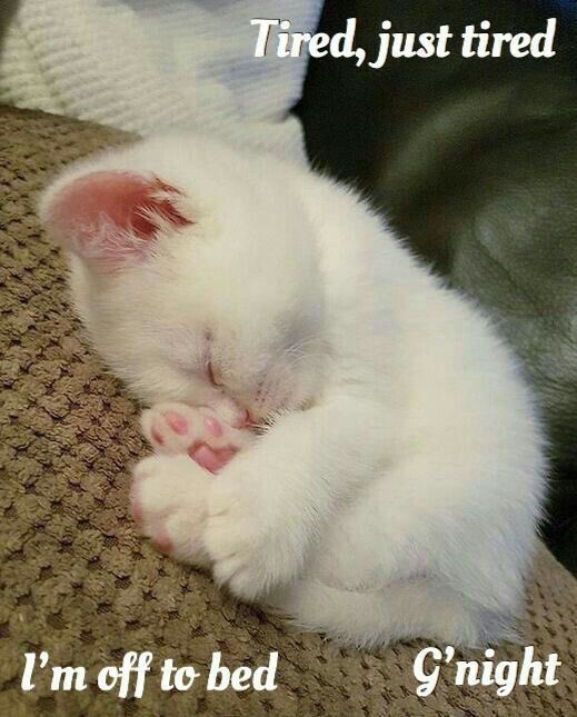 Good night to all you wonderful tweeps sleep well sweet dreams stay safe and warm see you tomorrow hugs 😊🤗💞🙏😴😴🌝🌝🌛🌛💤💤🦉🦉🛌🛌😉😉😉😉😉😉😉🥰🥰🥰🥰🥰🥰🥰🥰🥰🥰🥰🥰