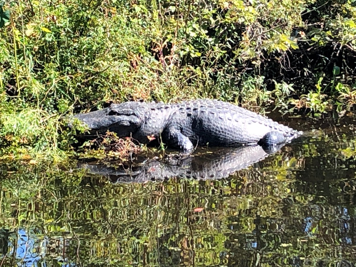 JeanLafitteSwampTour tweet media