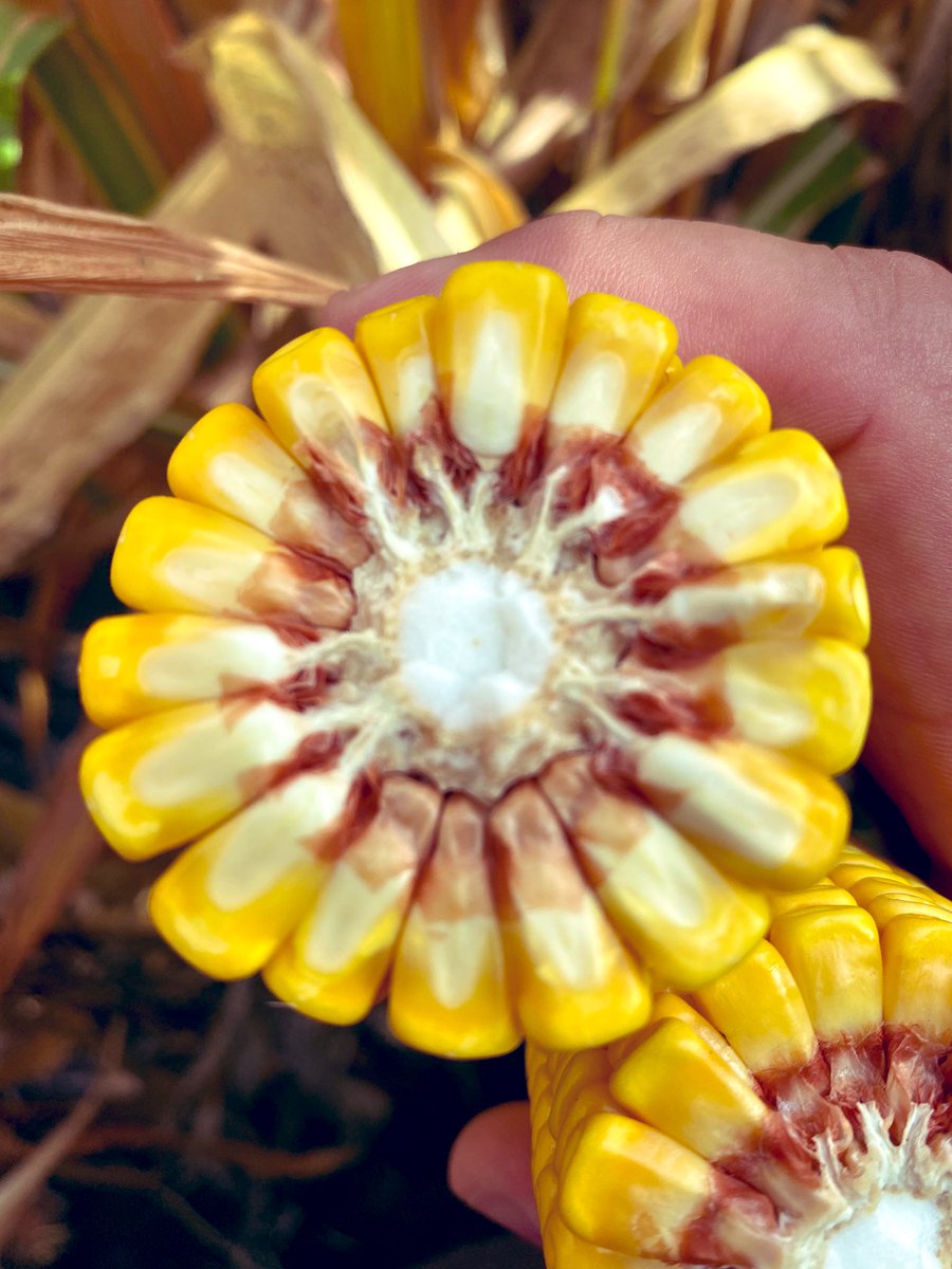 Cant wait to combine my fIrst corn crop on my own ground. Boy does <a href="/LGSeeds/">LG Seeds</a> 59C66 respond to High management.