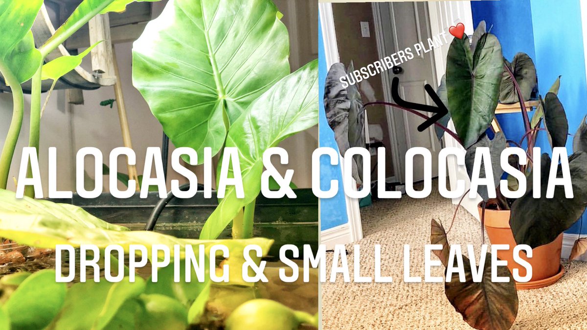 A video all about the elephant ear! youtu.be/meu99wirr_E 
#alocasia #houseplant #rareplants #plantcare #planthelp #indoorplants