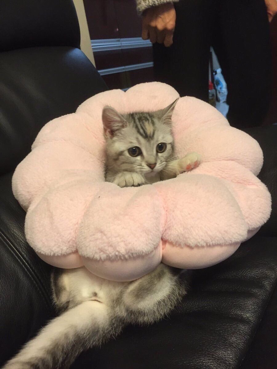 cat pictures ive saved to show to fox, a thread// safe dw ! /srs