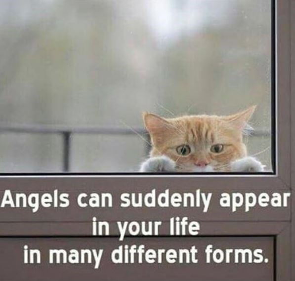 Cheezburger (@cheezburger) on Twitter photo 