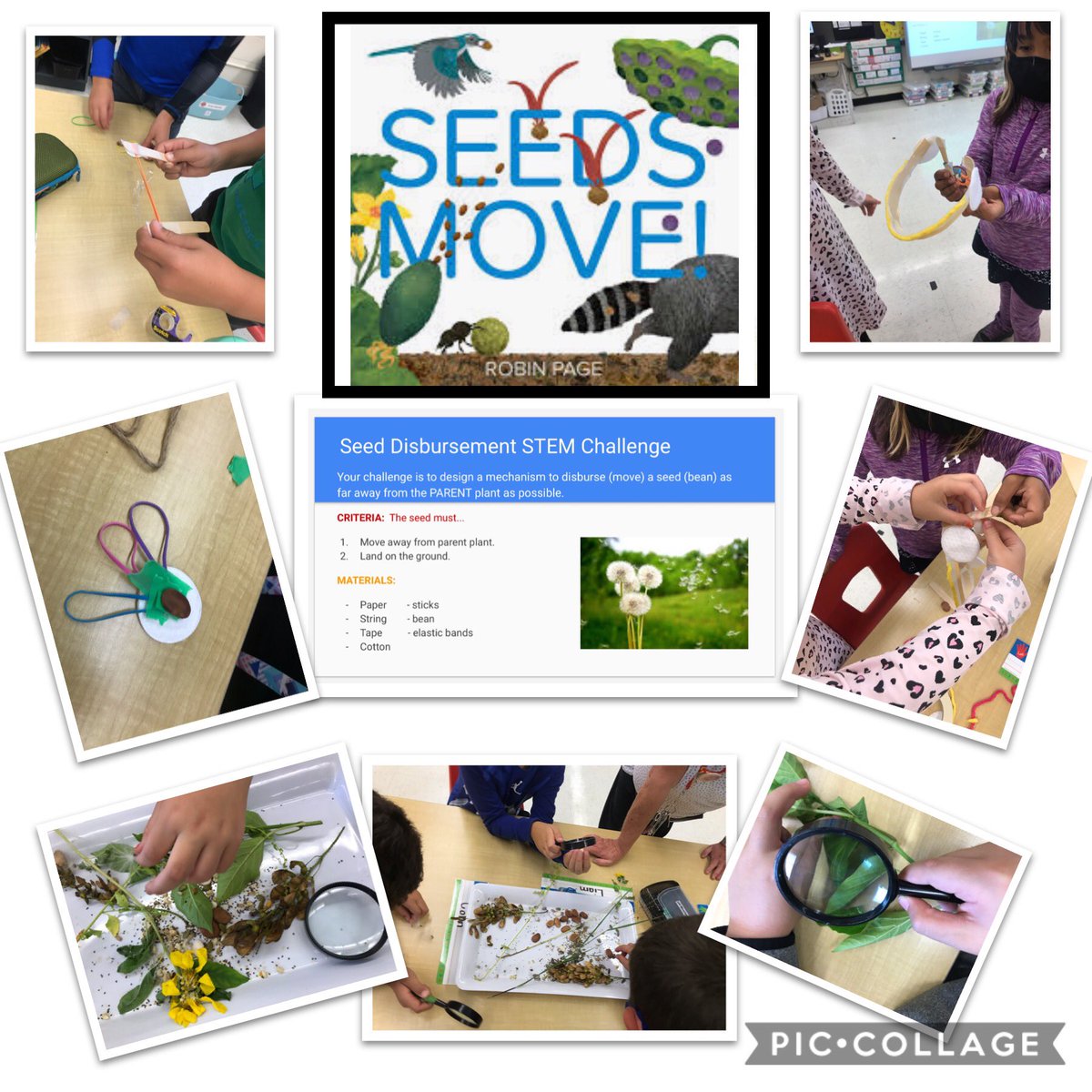 Another amazing STEM Friday as the grade 3s use their knowledge about seeds to create a seed dispersal mechanism.  I loved all the collaborative problem solving!