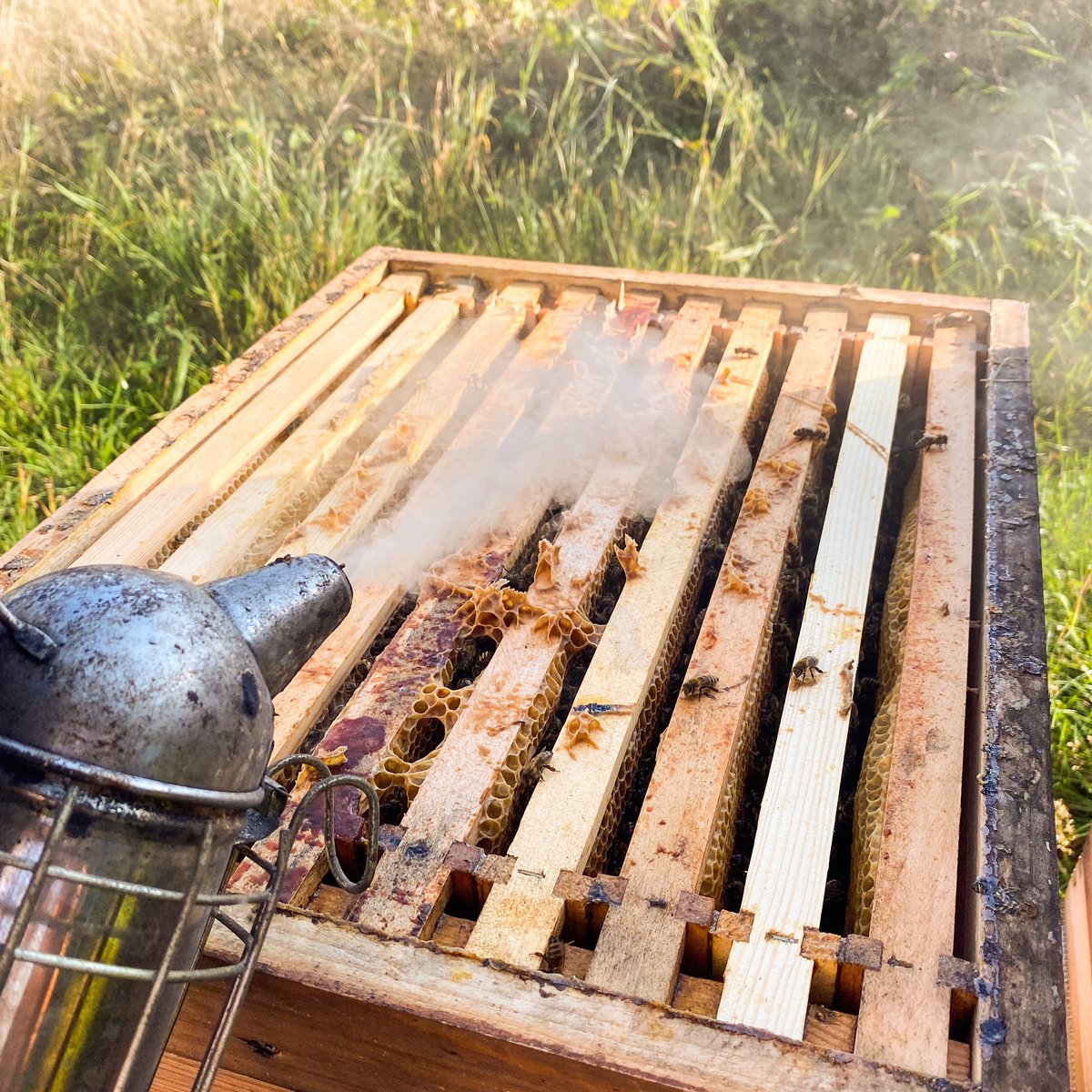 Schönes Wochenende!☺️✌🏼
Welches Räuchermaterial nutzen wir? Schreibt es uns in den Kommentaren.🧐☀️🐝
.
Have a nice weekend! ☺️✌🏼
Which smoking material do we use? Let us know in the comments.🧐☀️🐝#honig #honey #bienen #bee #beekeeper #beekeeping #imker #imkerei