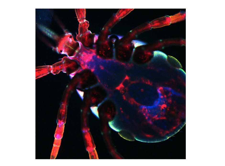 PalLabUMD's tweet image. Ticks make life hard for many of us – but as researchers in infectious diseases, we love being able to visualize them so closely!  A  fluorescent microscopic look into tick molecular components is a first step towards novel prevention strategies against Lyme disease!!