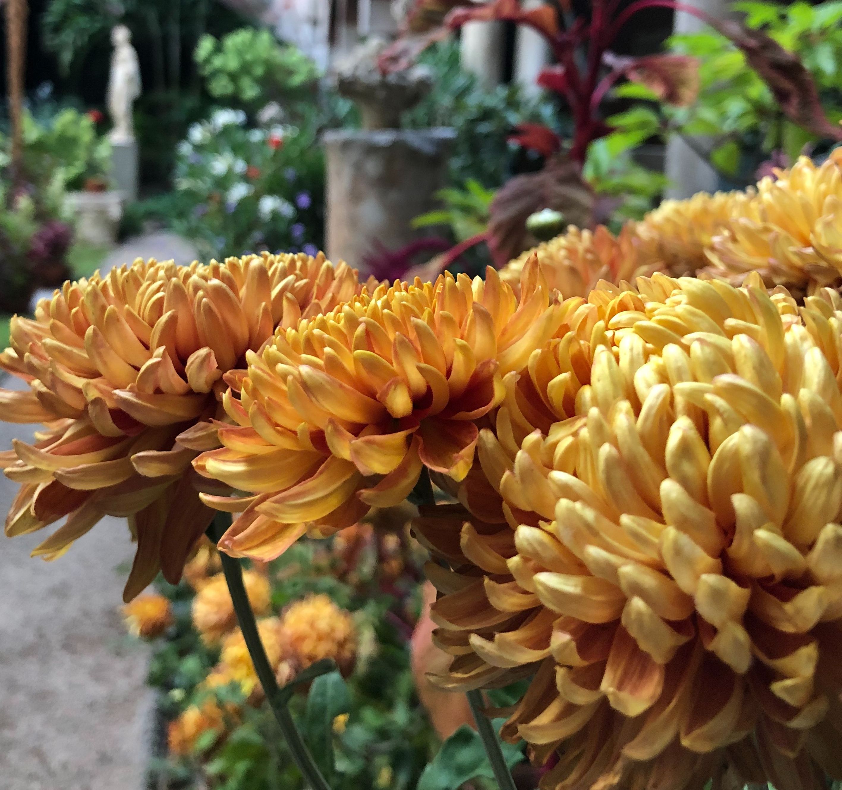 Gardner Museum October Is Finally Here Which Means The First Of Our Eye Catching Chrysanthemums Can Be Spotted In The Courtyard This Variety Is Named Stadium Queen A Royal Name For