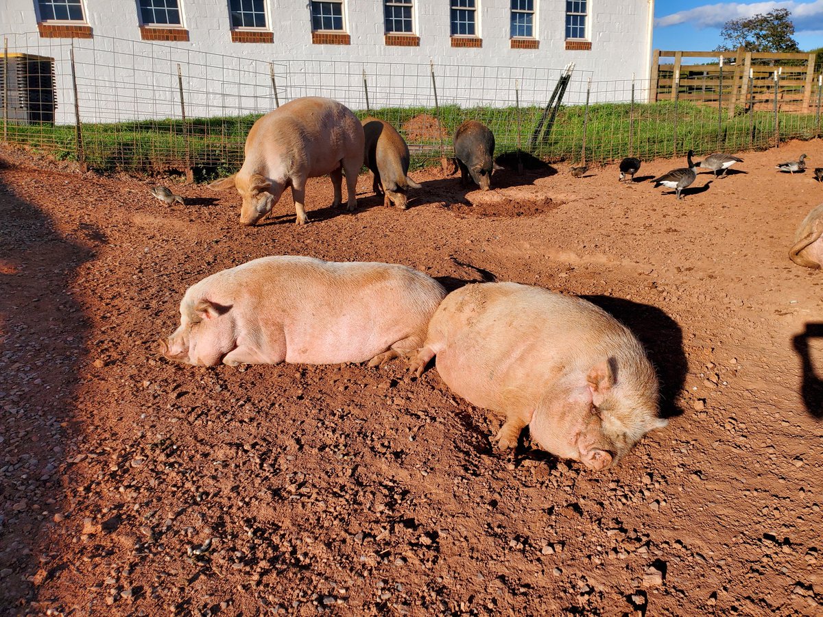 Richard and Monty came from a small local farm. They were scared, sick, skinny and infested with internal and external parasites and still piglets.