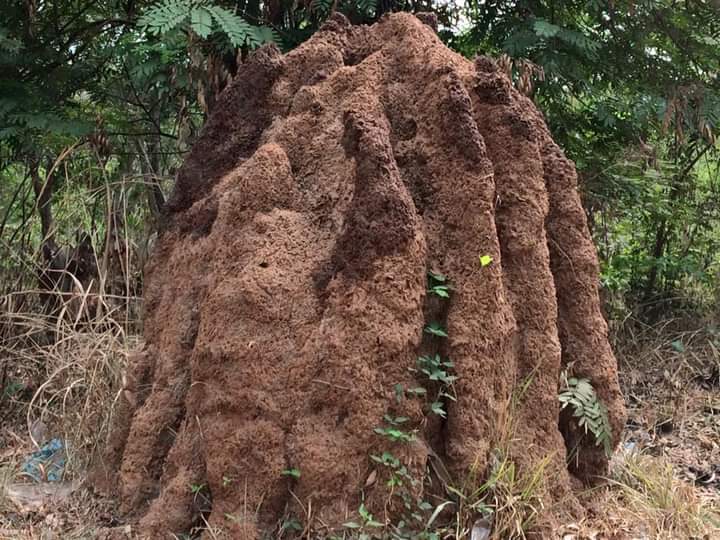 profIBoateng's tweet photo. Termite mound@Ghana https://t.co/xLm4uBGjtE