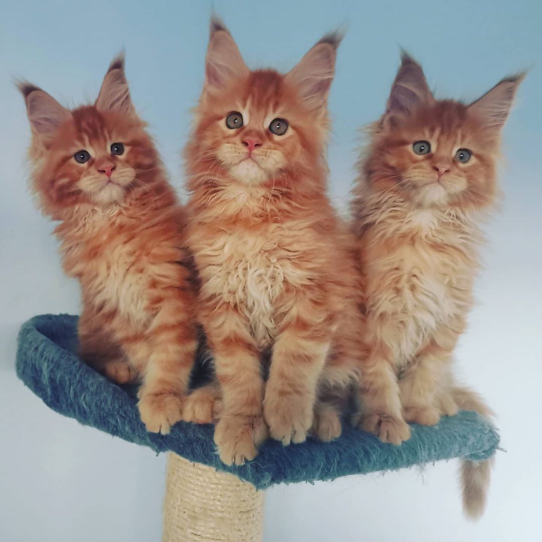 Cat_Lover_John's tweet photo. Ils envoient quand même du lourd mes rouxroux ❤️
R'Nest, Reptincel et Rouky.
#cat #cats #maincoone https://t.co/DHj8I36lqo