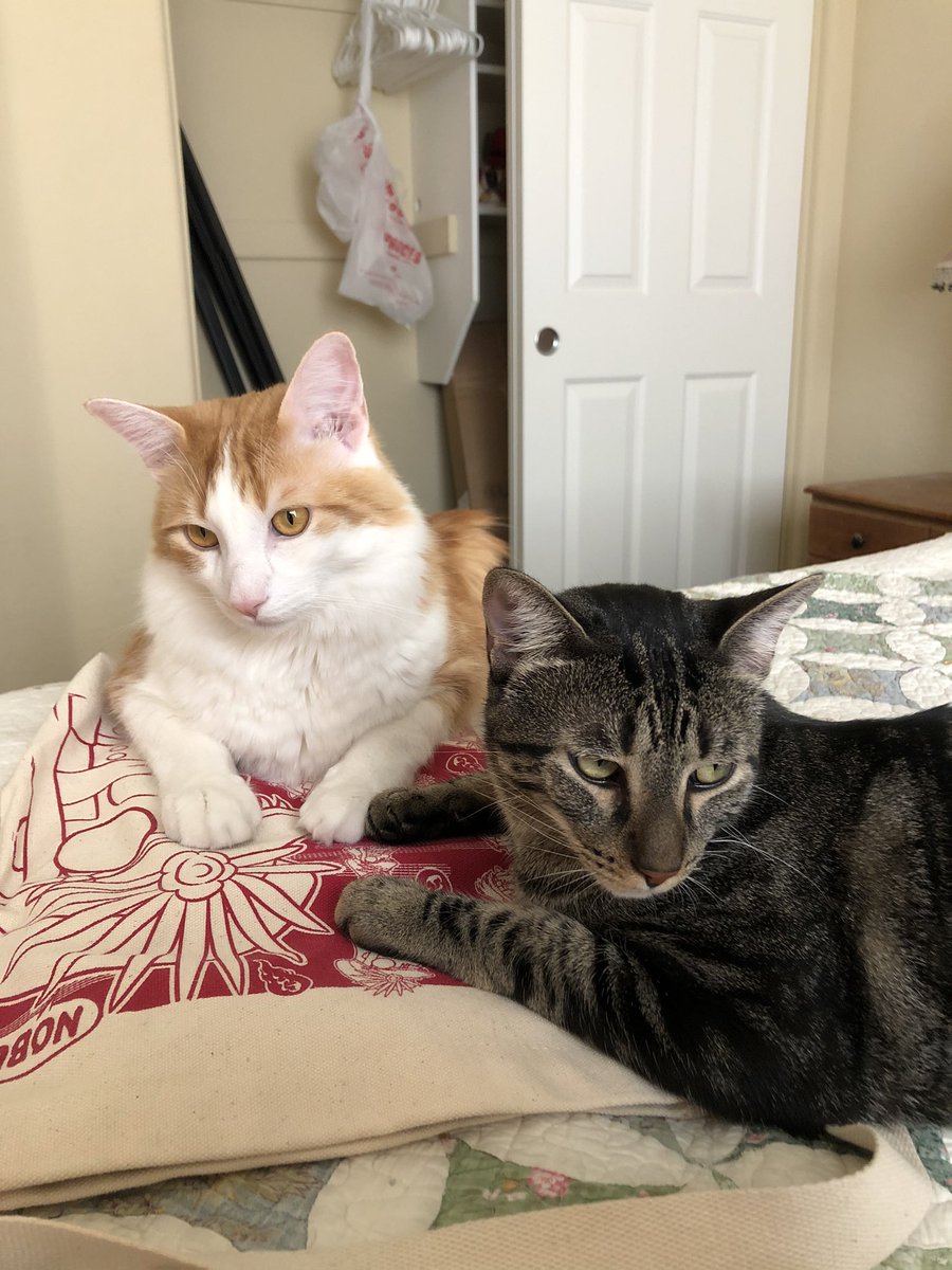 TPoomba's tweet photo. Big sis came over today! She said something about doing a job interview...
Of course we had to oversee the whole process, and I had to make sure my presence was known on the last video question. - Pumbaa https://t.co/vfYVS2VOqq