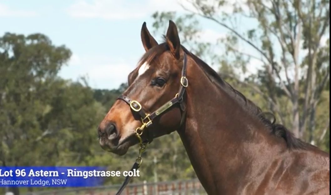 🏆 Lot 96 – A Colt by Astern out of Ringstrasse (Redoute's Choice) on offer at 2020 <a href="/inglis_sales/">Inglis</a>

🏇 BIG STRIDING, ELEGANT, BALANCED 🏇 

This 2018 Colt has top pedigree on both sides of his bloodlines and is sure to be an early sprinting champion

youtube.com/watch?v=jIQzCI…
