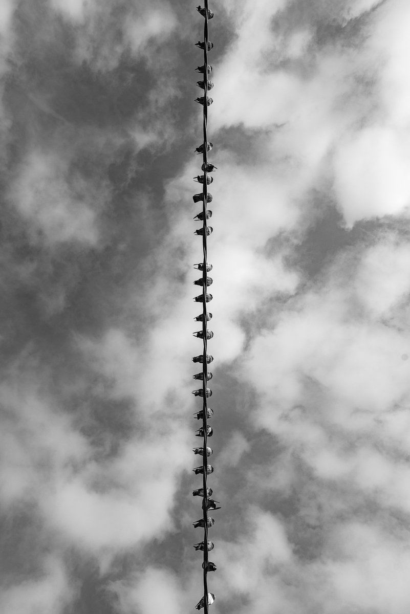 flavioedreira's tweet photo. blast

scattered nightmares
hanging by a thread
I still bleed
anxiety screams
hallucinations
missing colors
weird freedom
burning light
delirium...

#delirium #nightmare #hangingbyathread #missingcolors #birds #pigeons #isolation #crowded #poetry #photography https://t.co/xQR4Loug1r