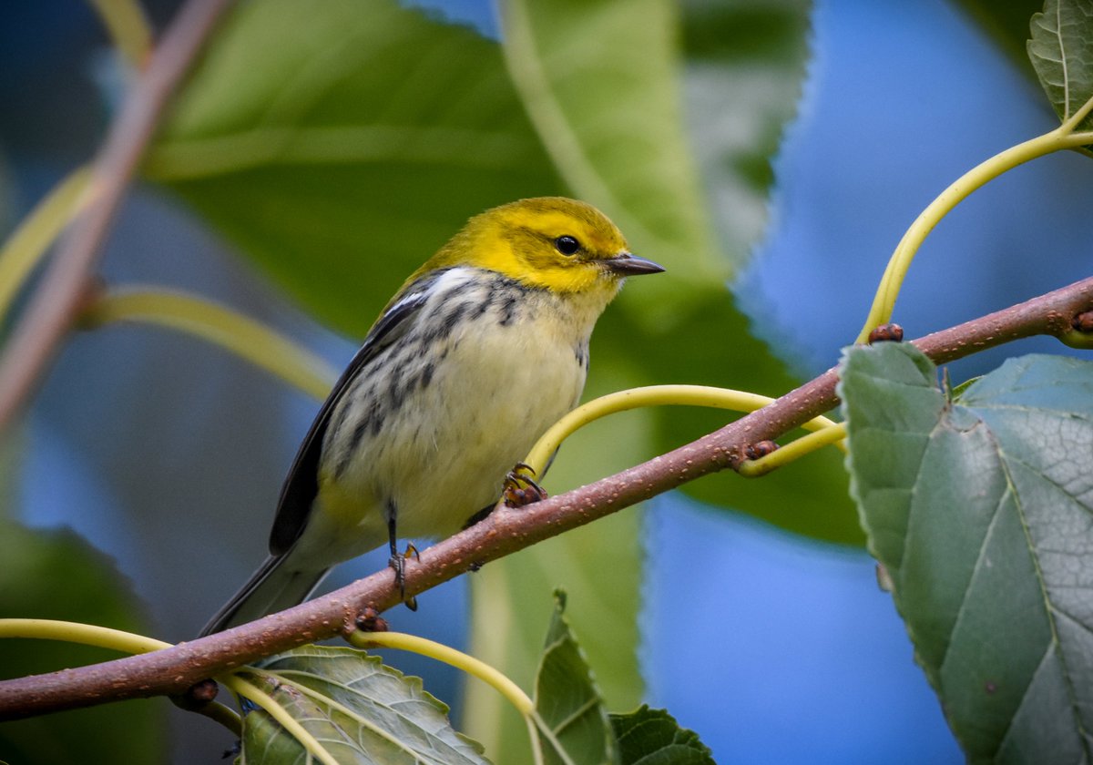 thegreenheron's tweet photo. Thanks for stopping. Godspeed on your incredible journey, birdies. See you in May.

Northern Parula, American RedStart; Black-throated Green; Red-eyed Vireo.

#fallwarblers #fallmigration #warblers #naturelovers #naturephotography #birdwatching #birdphotography
#nature #bird https://t.co/LoSC1wxAhR