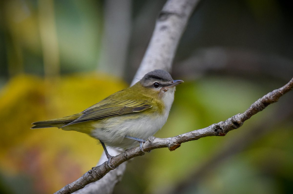 thegreenheron's tweet photo. Thanks for stopping. Godspeed on your incredible journey, birdies. See you in May.

Northern Parula, American RedStart; Black-throated Green; Red-eyed Vireo.

#fallwarblers #fallmigration #warblers #naturelovers #naturephotography #birdwatching #birdphotography
#nature #bird https://t.co/LoSC1wxAhR