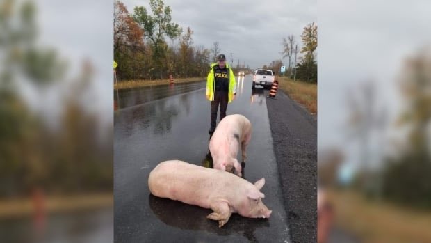 TheCabinJournal's tweet photo. OPP and Good Samaritans. NOT. You only helped send the pigs to slaughter by returning them to the negligent truck driver. I can’t believe that an animal rescue centre would be involved in this. Disgusting. #bekindtoallkinds #pigs #animalcruelty
https://t.co/xk5BMY76py https://t.co/ctEUn1Omeb