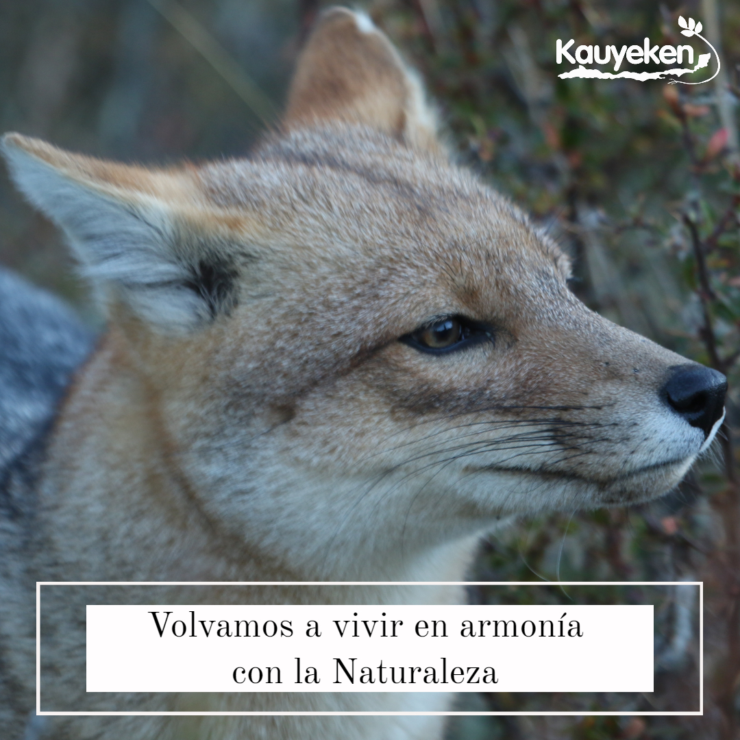 Este #DíaNacionaldelMedioAmbiente recordemos que vivimos con millones de especies. Muchas amenazadas por la acción humana directa o indirecta. Es hora de cambiar el rumbo y reconocernos como parte de una comunidad mayor y construir una relación en armonía con la biodiversidad💚