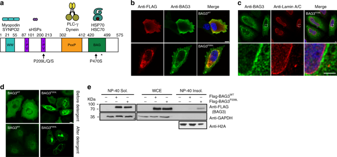 StressMarq's tweet photo. Researchers used our #HSC70 and #HSPB1 antibodies to study myopathy associated BAG3 mutations leading to protein aggregation: https://t.co/ZOPIGr8UQ0 https://t.co/KlXJvEWNnO