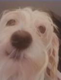 Sam23363666's tweet photo. @CaribVros @pokeiawls Vex my dog said hi :) 
hes not ugly he just stoned af leave him alone >:( https://t.co/jB041ufCi1