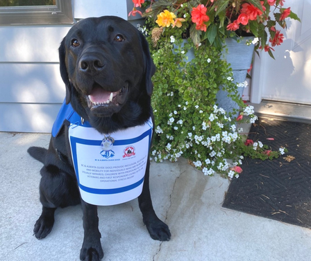 We are very grateful for the funding from <a href="/SurreyCares/">SurreyCares Community Foundation</a> Foundation. Thank you so much for your support. #SurreyCares2020💗

Finn is a very talented dog and took this selfie all by himself!!😁

#BCandAlbertaGuideDogs #GuideDogs #ServiceDogs
