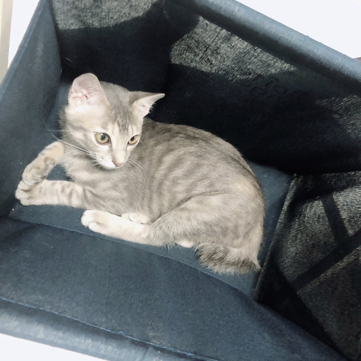 haikijipepe's tweet photo. すっぽりにゃ😼
#灰キジのぺぺ
#猫 #ねこ #ネコ #にゃんこ #保護猫 #子猫 #ねこ部 #ねこすたぐらむ #猫すたぐらむ #にゃんすたぐらむ #ねこのきもち #猫のいる暮らし #猫好きさんと繋がりたい #保護猫と暮らす #cat #instcat #instpet #Gato #gatto #cute https://t.co/gTh9dLddyT