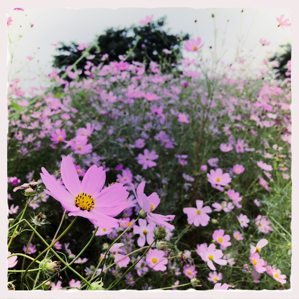 fat_murano's tweet photo. 満開すぎてどう撮っていいのかわからなくなるマン
#コスモス　#cosmos
 #Hipstamatic #Elijah #Radama https://t.co/qH5f8rIEWk