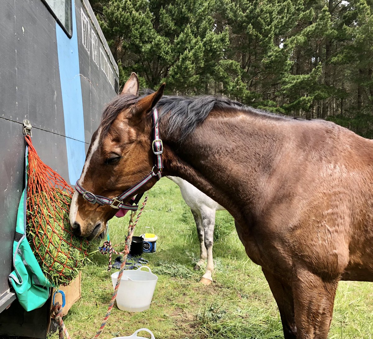 kapaibro's tweet photo. Had a nice training CTR ride today!
Both horses had great heart rates!
#distanceriding #endurance #horsesofTwitter https://t.co/mESx4koliN