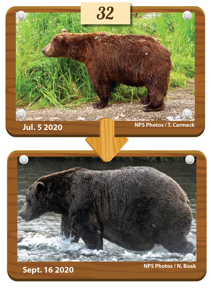 KatmaiNPS's tweet photo. In match seven of #FatBearWeek the Queen of Corpulence, 435 Holly, battles 32 Chunk, the baron of brawn, for succession to the 2020 throne. Will 2019’s royalty, bear 435 keep the crown or will bear 32’s buxom behind banish her from the bracket?

Vote Here: https://t.co/NvXCYN0Fv9 https://t.co/teSPZpxqwE