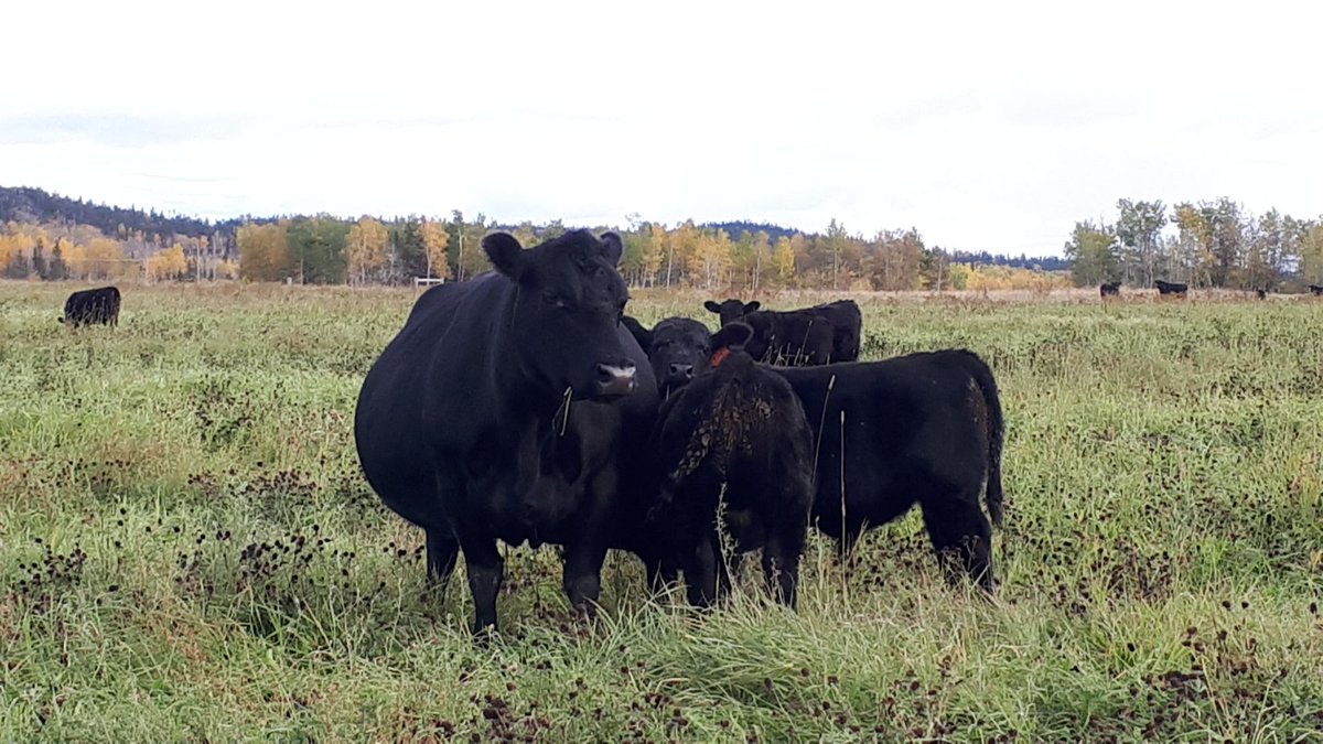 This is a " full" ten year old cow <a href="/WildernessRanch/">Wilderness Ranch</a> north feeding her heifer calf with a randomly selected bull calf looking at the camera, trying to save future bull dollars . Like begets like .