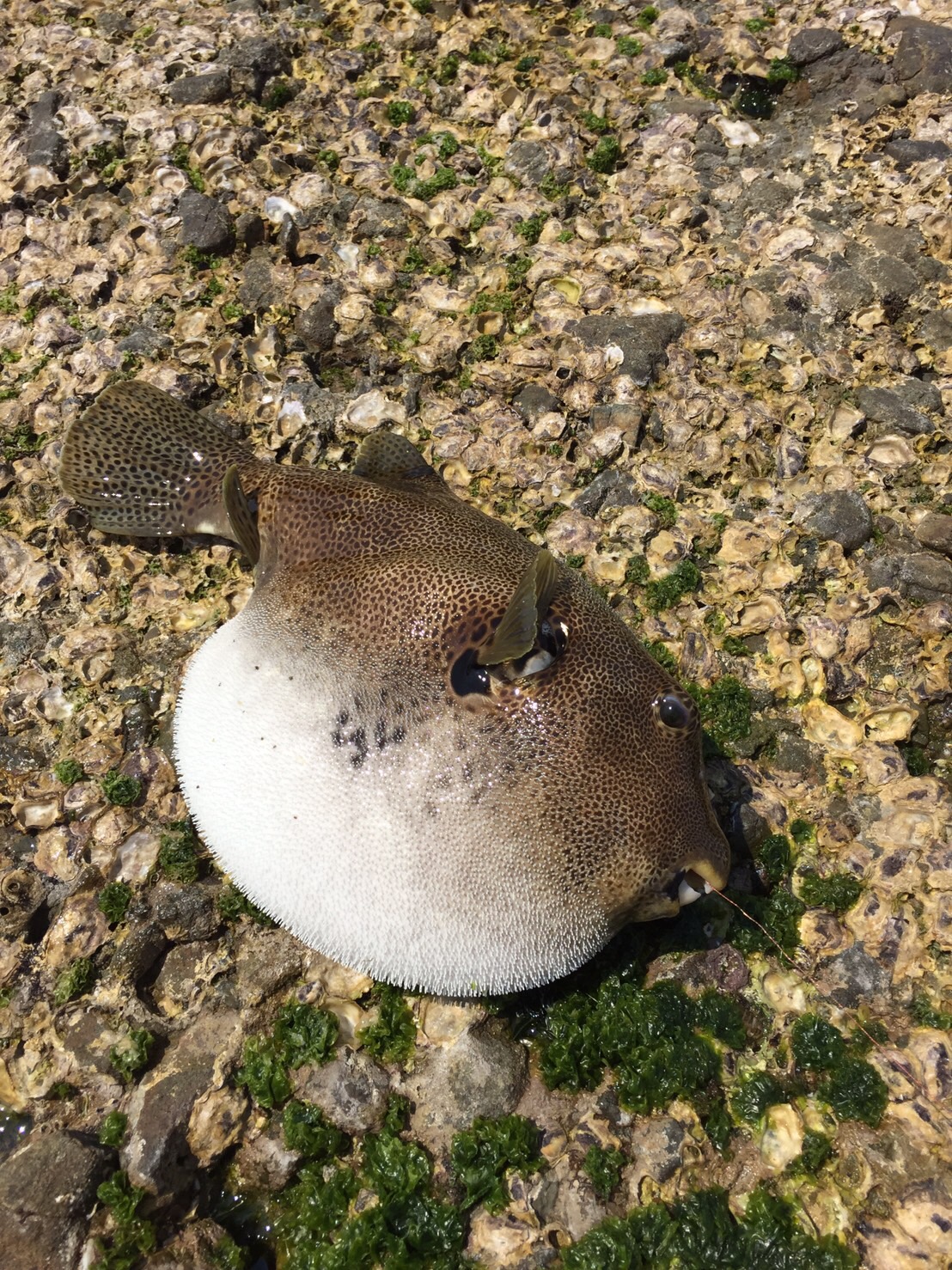 تويتر 釣太郎 和歌山県 白浜 みなべ 釣エサ 釣り道具 على تويتر このフグの名前は何て言うんでしょうか イシダイ釣りの外道で来ました エサはガンガゼウニです T Co Qgtqtngdnm تويتر 釣太郎 和歌山県 白浜 みなべ 釣エサ 釣り道具 على تويتر このフグの名前は何て言うんでしょうか イシダイ釣りの外道で来ました エサはガンガゼウニです T Co Qgtqtngdnm
