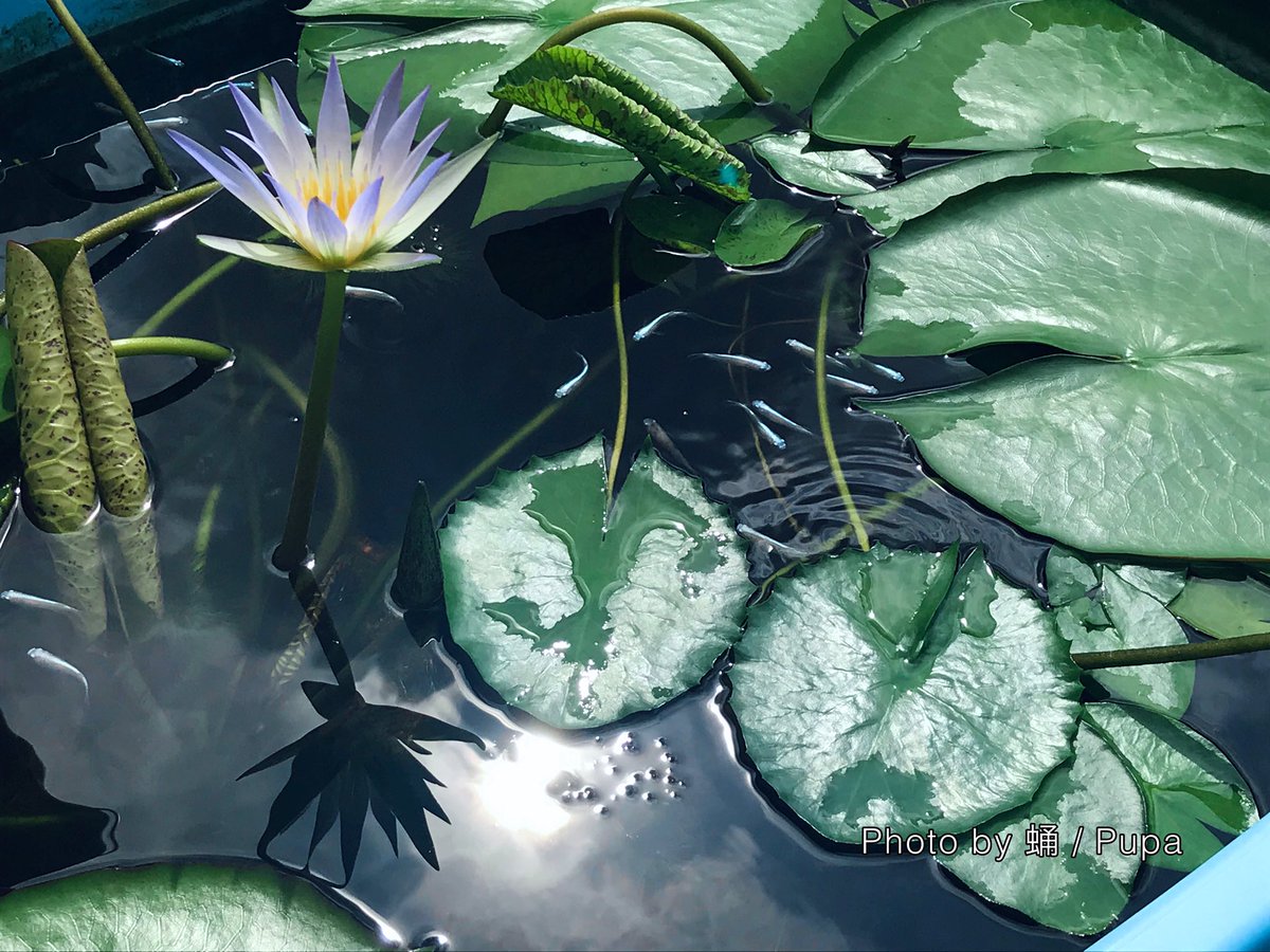 アップし忘れていた23番花（9/18〜9/21）の写真
#熱帯睡蓮 #tropicalwaterlily