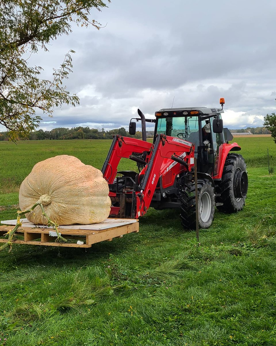 Today was the day to harvest one of the giant pumpkins. Hundreds of hours of work come down to this moment.
#giantpumpkin #pumpkin #gardening #greenthumb #igrowthings #mychorrizae #atlanticgiant #gvgo #harvest #fall #fallcolors
