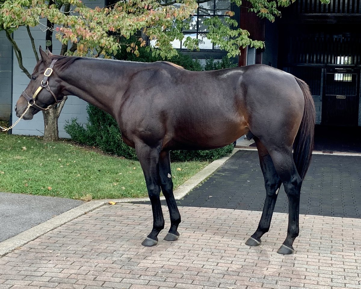 CormacCB's tweet photo. Fun day...morning hike at #RavenRun, afternoon stallion show featuring #McCraken and @keenelandracing is back on. https://t.co/LsSFXProSI