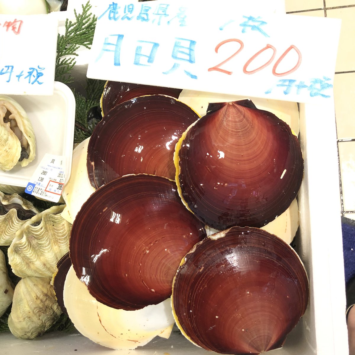 本日入荷‼️😆 鹿児島産 月日貝🐚 200円 長崎産 にな貝🐚 100g 200円