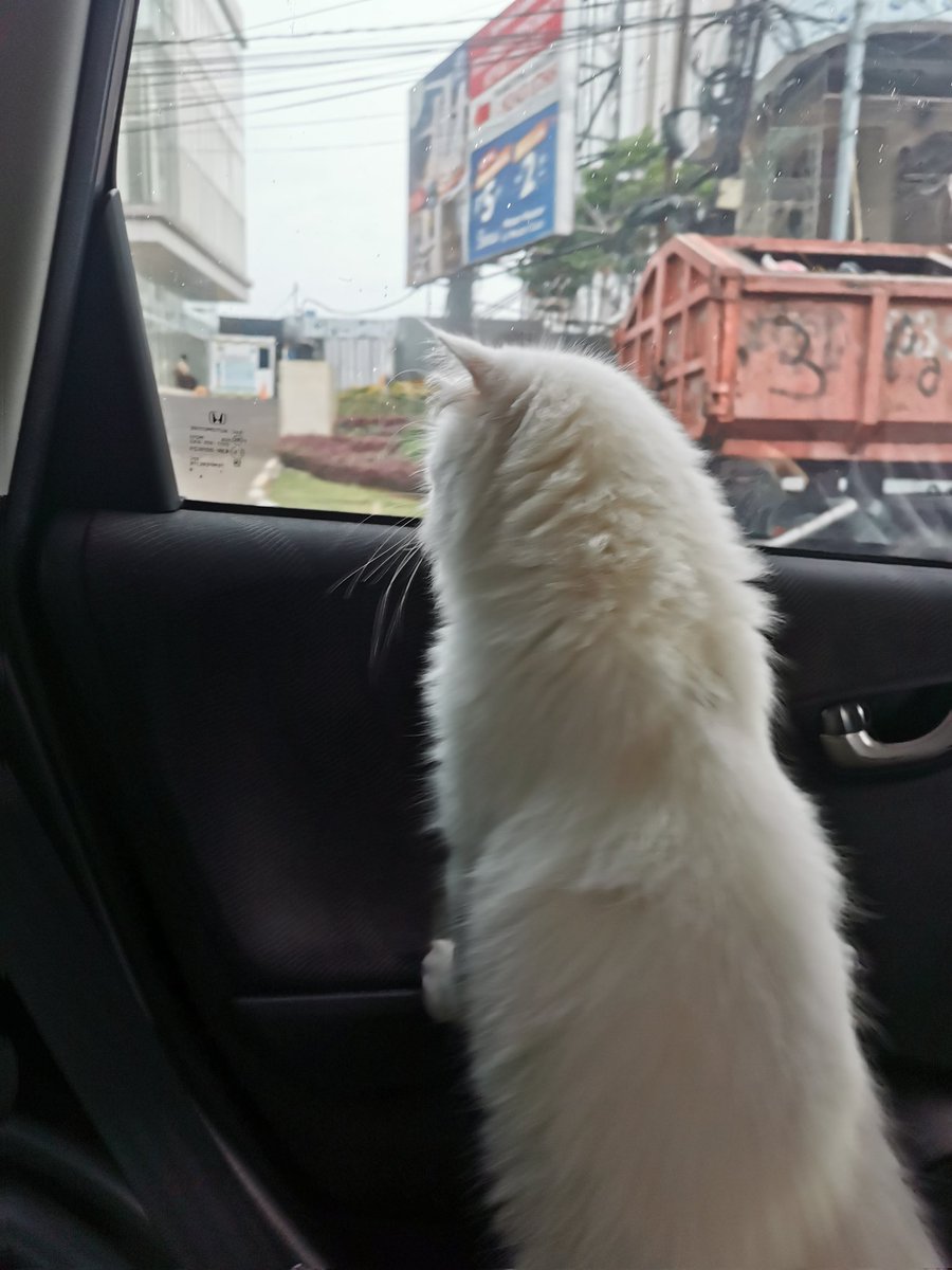 halo polici ada yang naik mobil gapake masker
