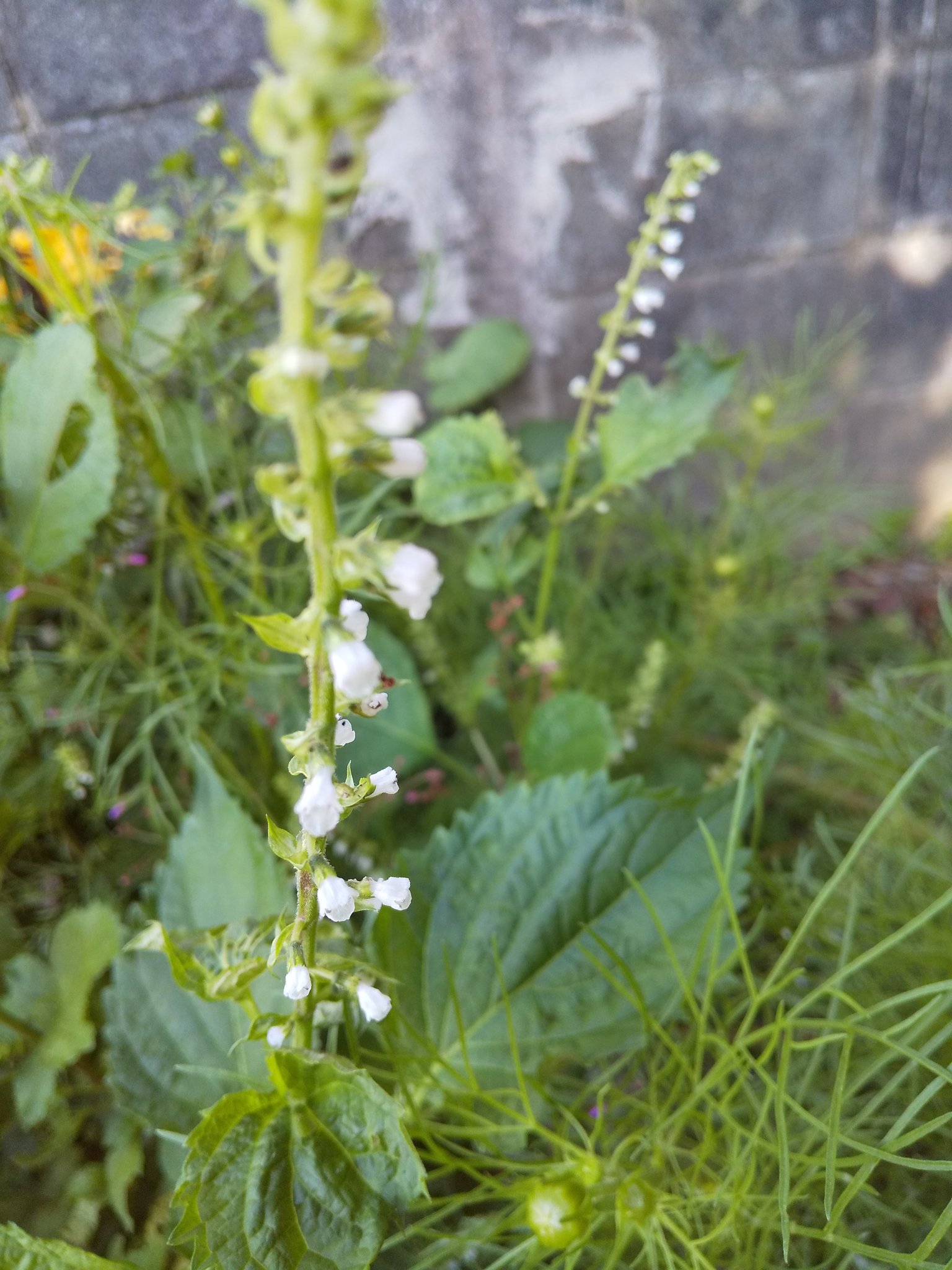 シソの花 Twitter Search Twitter