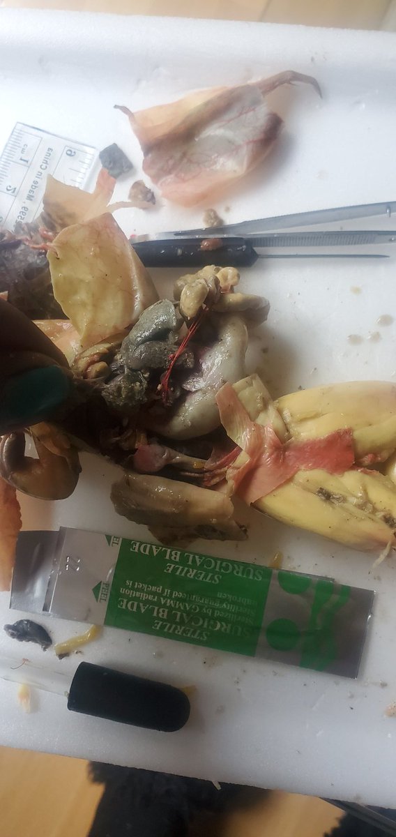 LLimitless03's tweet image. My son,  niece and I had so much fun using #homesciencetools to dissect frogs,  grasshoppers and worms!