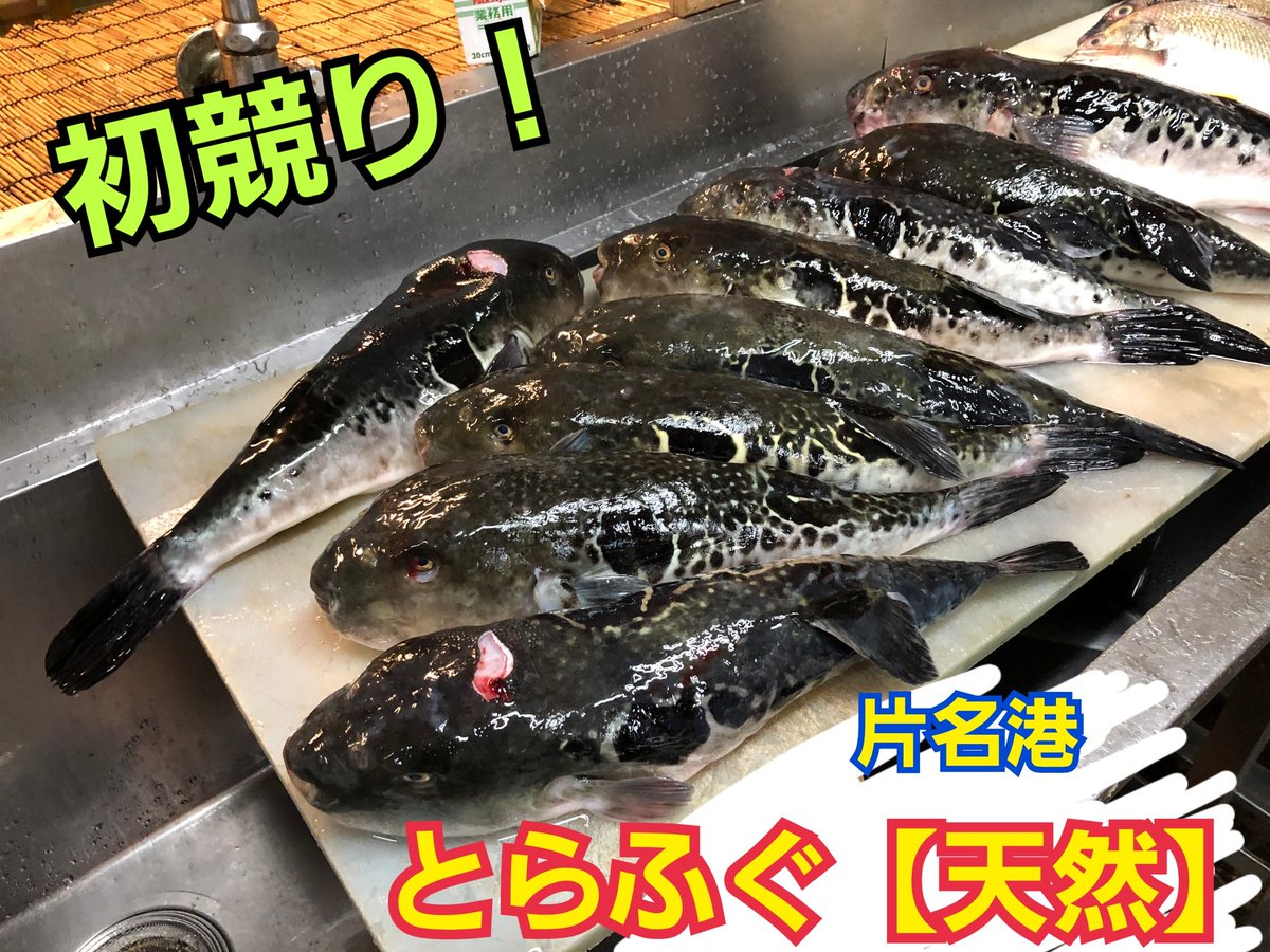 さかなや魚晴 ｳｵｾｲ の息子 一平です 名古屋市北区水草団地 解禁ﾊﾞﾝｻﾞｰｲ 愛知 片名港 とらふぐ 天然 の 初競り ものです 待ってました シーズン到来 Googleﾏｯﾌﾟ 魚晴 T Co I3vyq0ls8o 魚晴 名古屋市北区 とらふぐ ふぐ