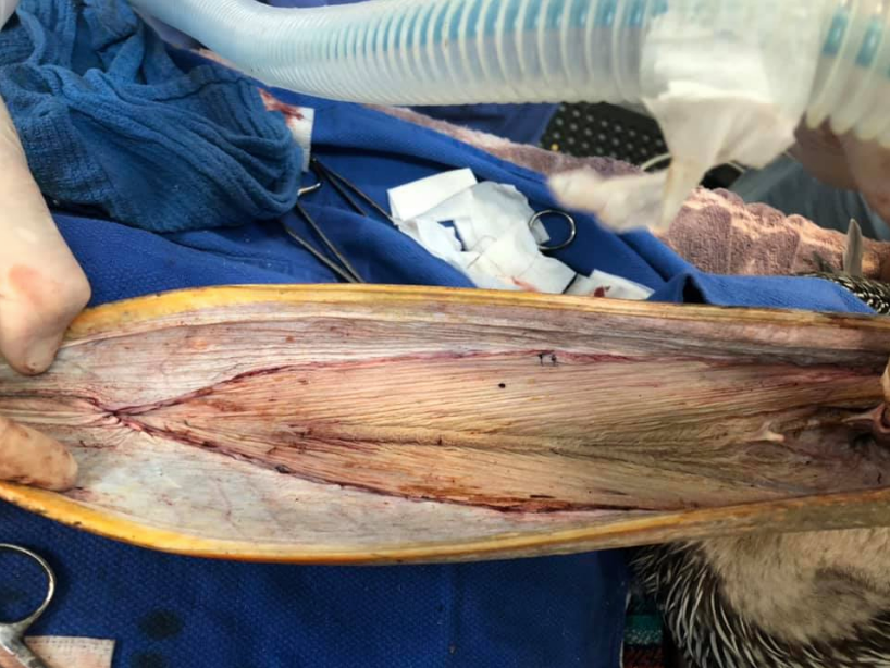 IntBirdRescue's tweet image. Success! Brown Pelican’s enormous pouch laceration repaired: 4-hour procedure, led by our Veterinarian, Dr. Rebecca Duerr, with assistance by Dr. Avery Berkowitz from @sbwildlifecare :: #LookUp :: blog.bird-rescue.org/index.php/2020…
