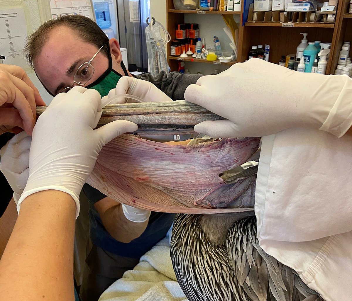 IntBirdRescue's tweet image. Success! Brown Pelican’s enormous pouch laceration repaired: 4-hour procedure, led by our Veterinarian, Dr. Rebecca Duerr, with assistance by Dr. Avery Berkowitz from @sbwildlifecare :: #LookUp :: blog.bird-rescue.org/index.php/2020…