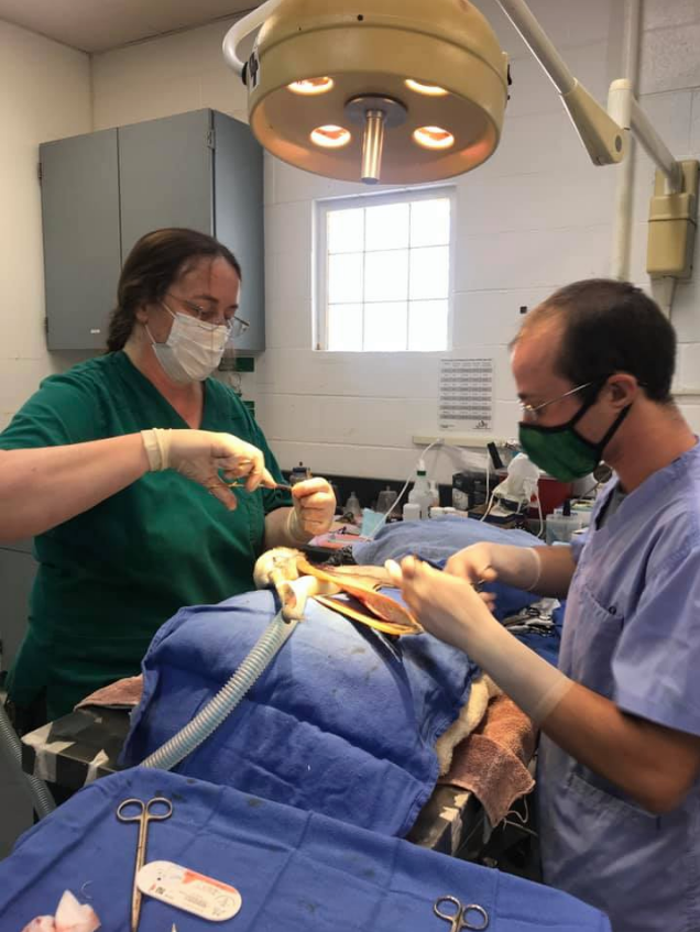 IntBirdRescue's tweet image. Success! Brown Pelican’s enormous pouch laceration repaired: 4-hour procedure, led by our Veterinarian, Dr. Rebecca Duerr, with assistance by Dr. Avery Berkowitz from @sbwildlifecare :: #LookUp :: blog.bird-rescue.org/index.php/2020…
