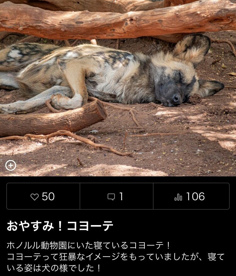 Amazon 殺伐としたtlに鬣犬 ジャッカル が