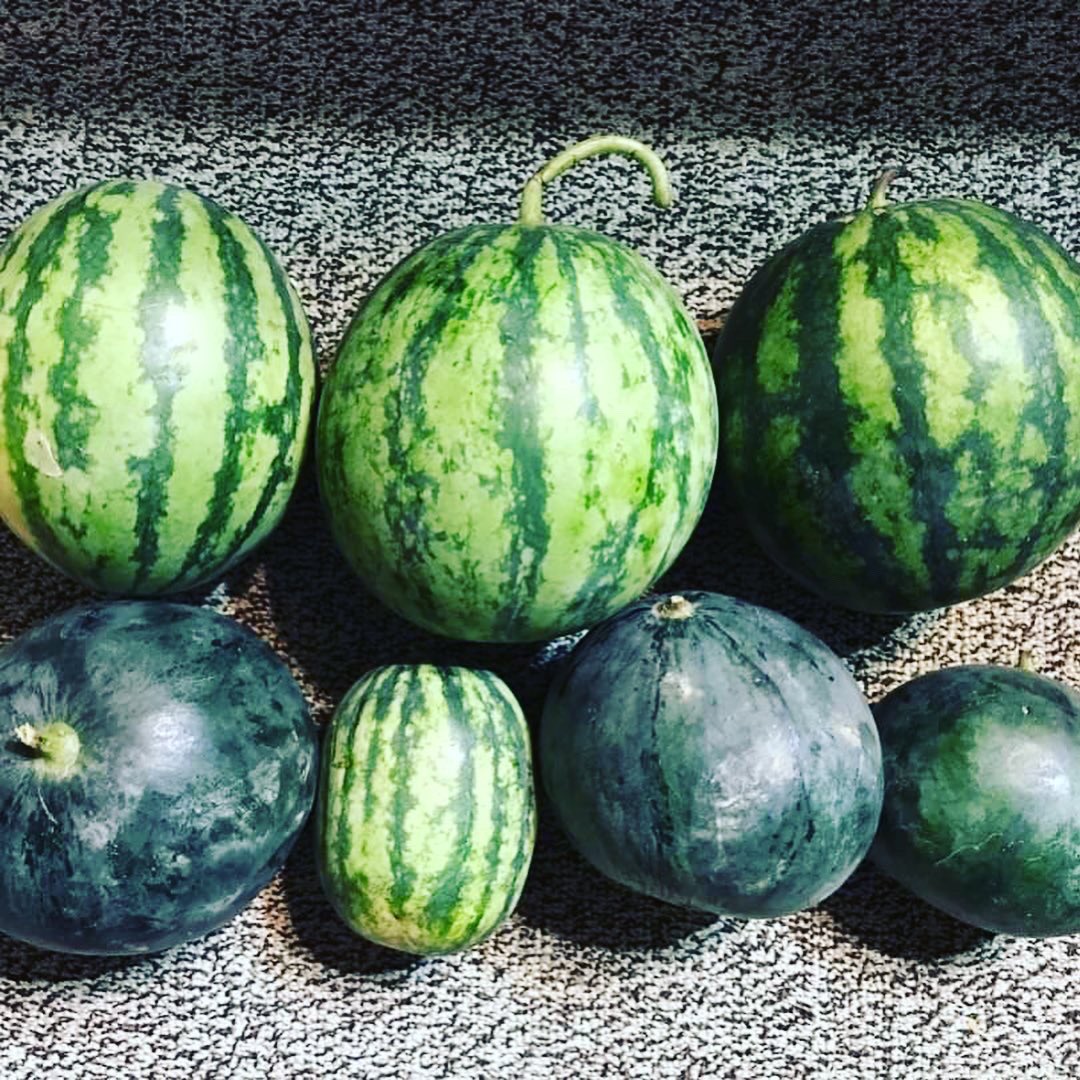 水瓜 Twitter Search Twitter