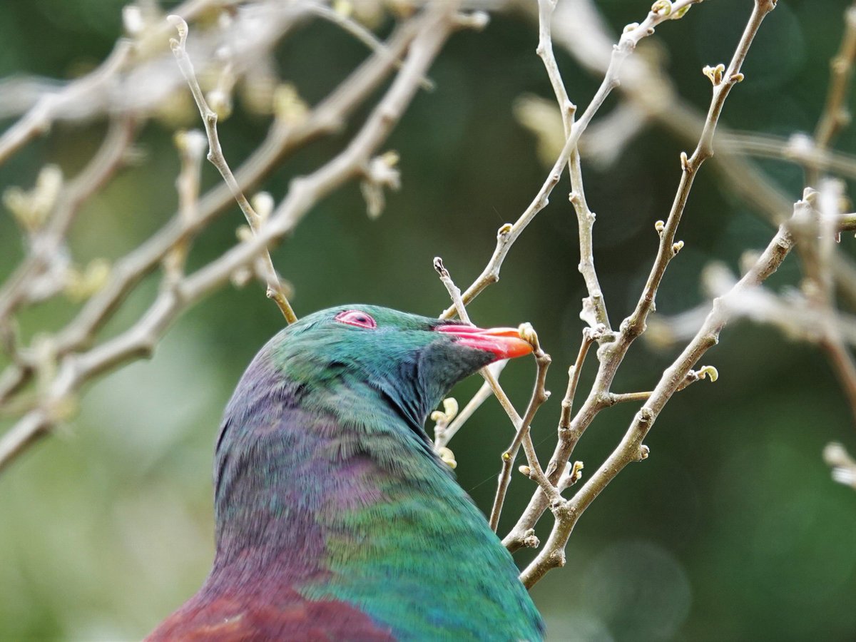 'Aarghh! Trapped in a kōwhai. I'll have to eat my way out.' 😋 #Aongatete #kererū #BOTY2020 #NZbirds #birds @KereruDiscovery @Kereru4PM