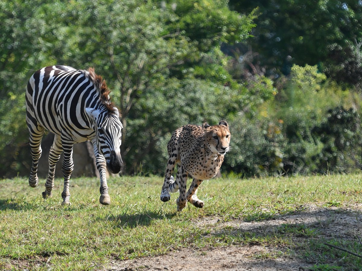 シマウマ Koichi Murata on X