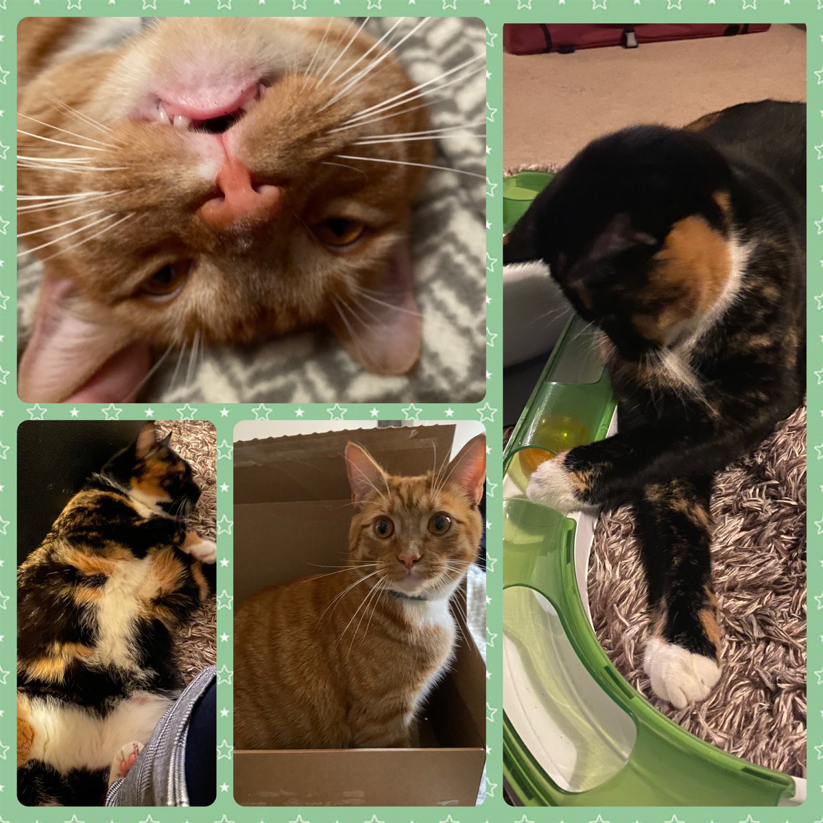 The first week of ePMA medicine roll out almost complete. It has been a really enjoyable experience, with waking up and coming home to these two big fluff balls making it complete #ithinkibrokemycats #gingercat #specialcat #itsnotfatitsfluffhonest
