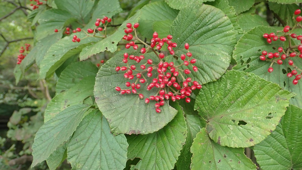 神代植物公園 ニュース در توییتر スタッフより 園芸係 せせらぎの小路でガマズミが赤い実 を付けています ガマズミは日本の山野に自生するレンプクソウ科ガマズミ属の植物 春 5月頃 白い花を咲かせ 9月から10月には赤い艶やかな実を付けます 霜の降りる頃に 神代植物公園 ニュース در توییتر スタッフより 園芸係 せせらぎの小路でガマズミが赤い実 を付けています ガマズミは日本の山野に自生するレンプクソウ科ガマズミ属の植物 春 5月頃 白い花を咲かせ 9月から10月には赤い艶やかな実を付けます 霜の降りる頃に