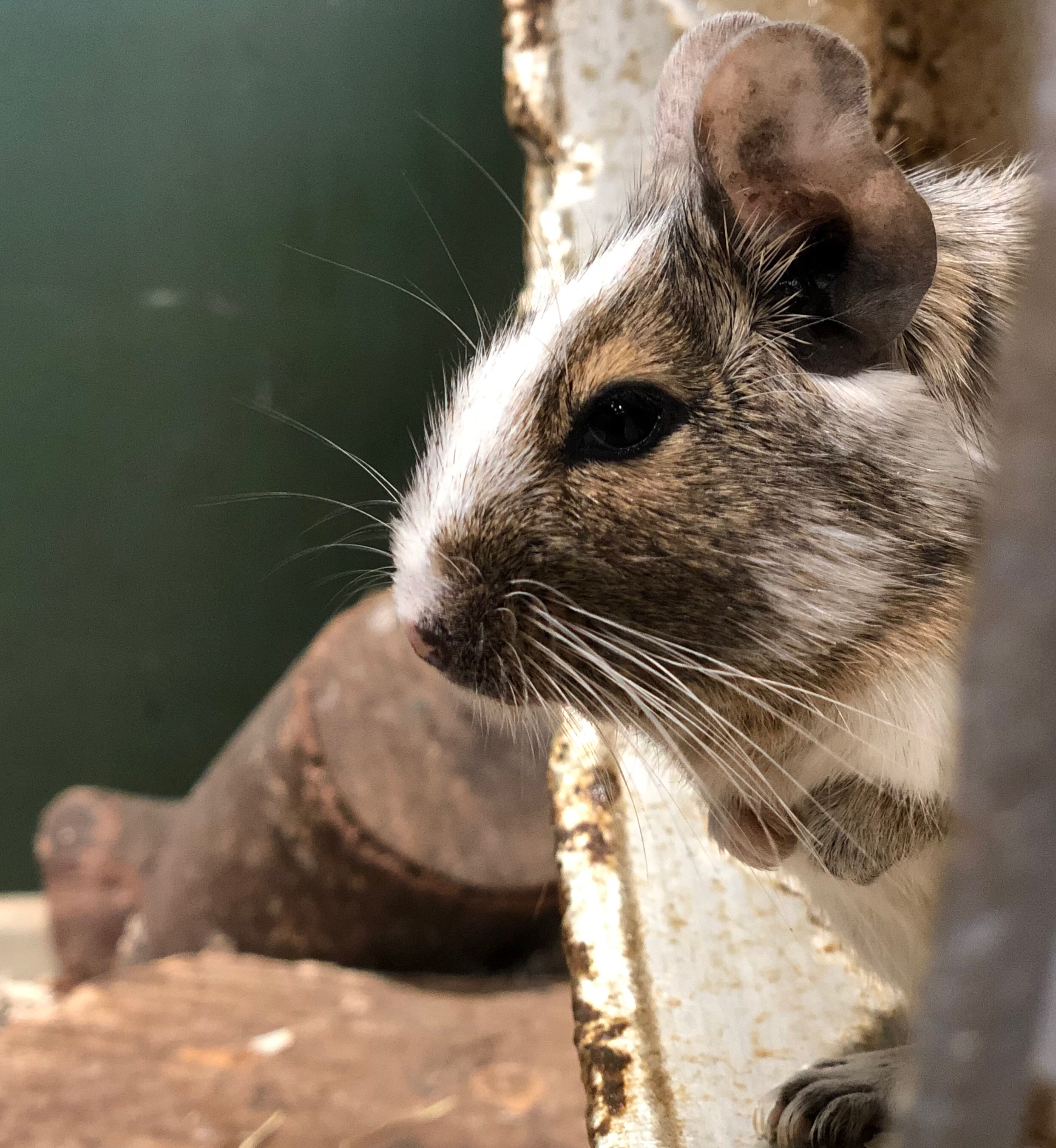Degu exercise wheel 2025