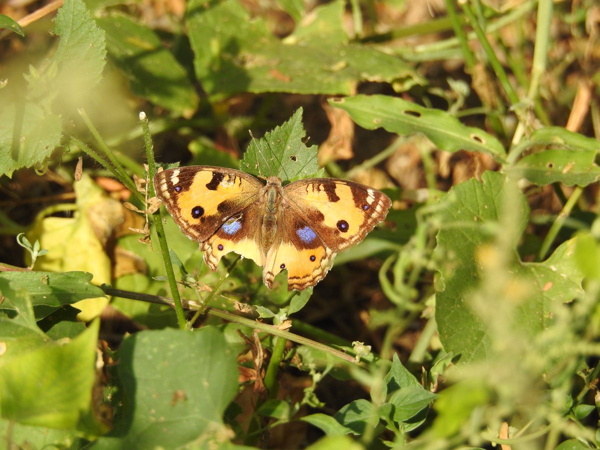 nehaa_sinha's tweet photo. Most butterflies you see in the wild have damaged wings, because someone has bitten or clawed at them -

Still they continue: survivors, all!

Yellow Pansy, Delhi.

#IndiButterfly https://t.co/HEE1vZ7d6Y